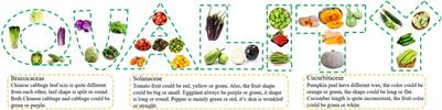 Advances in Understanding and Harnessing the Molecular Regulatory Mechanisms of Vegetable Quality